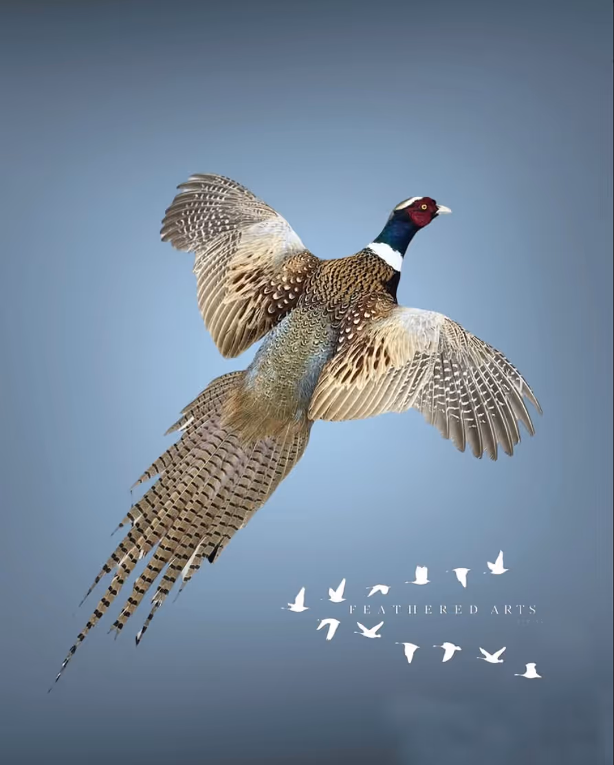 Ring-necked pheasant mount in flight