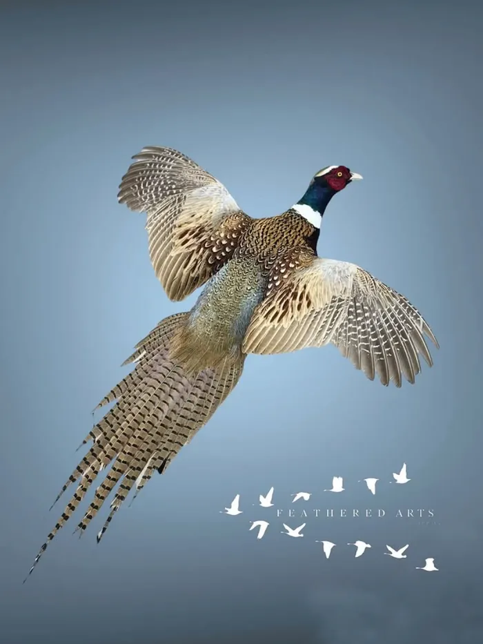 Ring-necked Pheasant