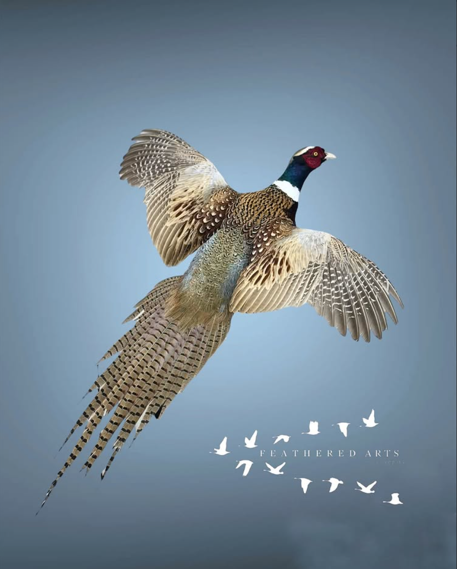 Ring-necked pheasant mount in flight position
