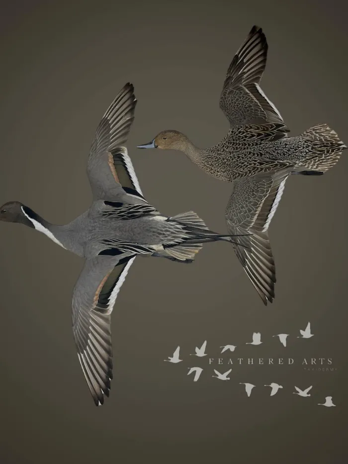 Northern Pintails — Pair